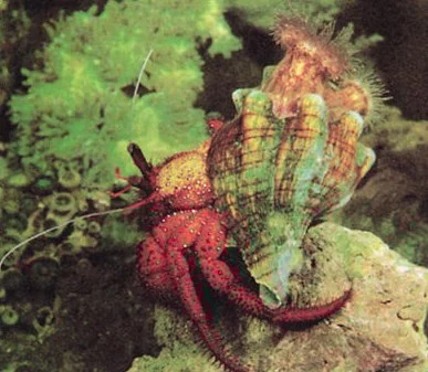 Anémona de mar en la parte posterior de una concha de caracol