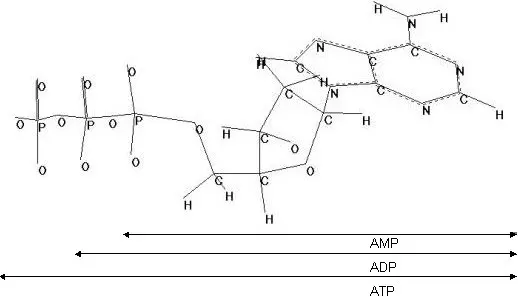 Estructura del ATP