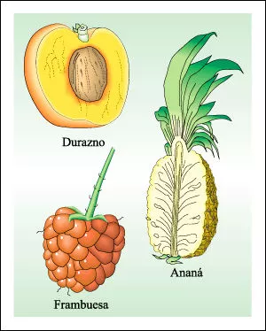 Fruto simple (durazno), fruto agregado (anana) y un fruto múltiple