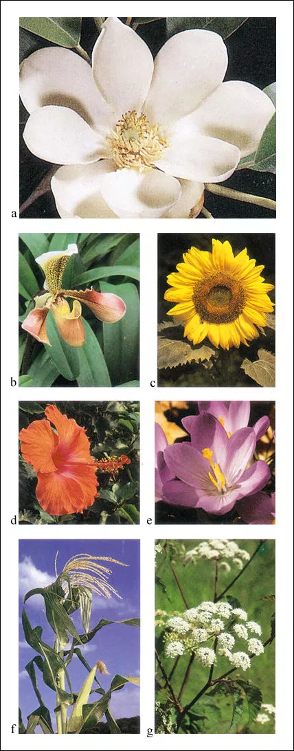 Diversos tipos de flores
