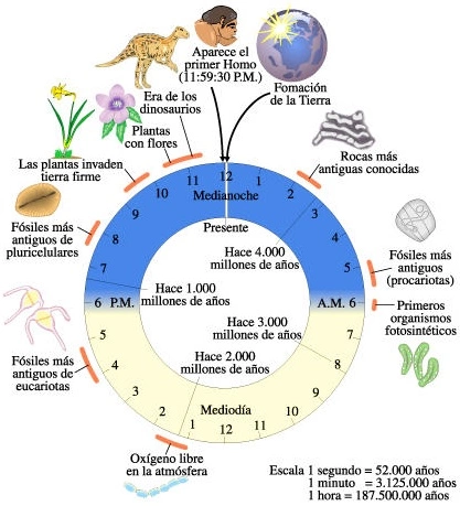 Representación del tiempo biológico en horas