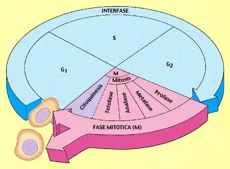Esquema que representa las etapas del ciclo celular