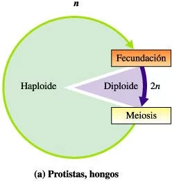 Ciclo de vida de protistas y hongos