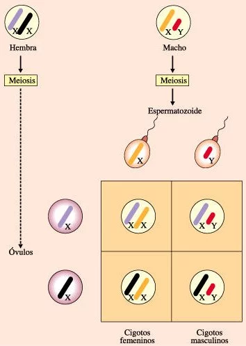 Determinación del sexo en organismo los cuales el macho es heterogamético