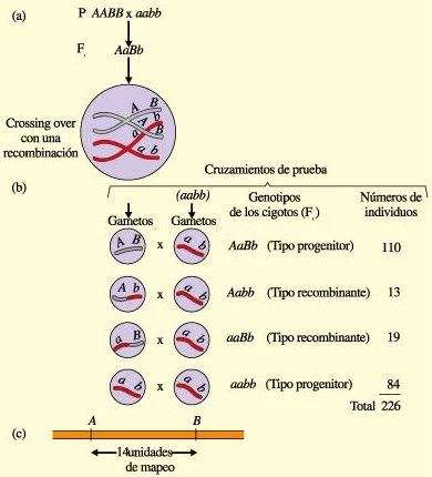 Determinación de la distancia de mapeo entre dos genes del mismo cromosoma