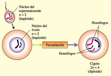 La fecundación y la meiosis