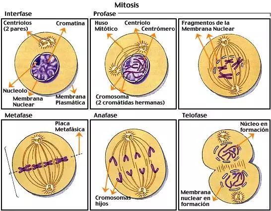 Representación de las diferentes etapas de la mitosis