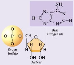 Esquema de las tres subunidades de los ácidos nucleicos