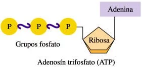 Esquema de una molécula de ATP (adenosín trifosfato)
