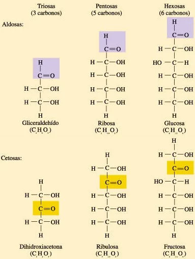 Dos modos diferentes de clasificar a los monosacáridos según el número de átomos de carbono y según los grupos funcionales