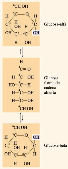 En solución acuosa, la glucosa, azúcar de seis carbonos, existe en dos estructuras en anillo diferentes -alfa y beta- que están en equilibrio
