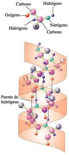 Estructuras secundarias de las proteínas: la hélice alfa