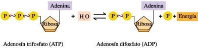 La hidrólisis del ATP