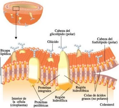 Modelo de la membrana plasmática de una célula animal