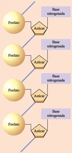 Esquema de la estructura de un nucleótido