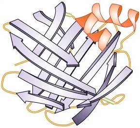 Diagrama de una proteína (enzima) cuya estructura secundaria incluye hoja beta plegadas y alfa hélices