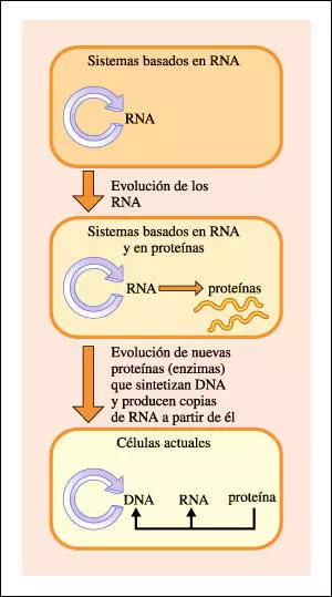 Esquema de la posible evolución del RNA y DNA