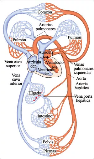 Sistema circulatorio sanguíneo