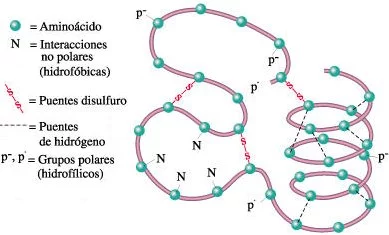 Tipos de enlaces que estabilizan la estructura terciaria de una molécula de proteína