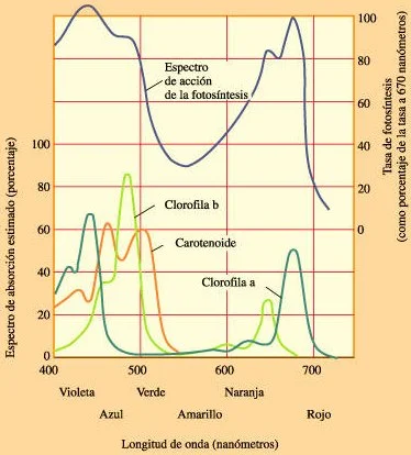 Espectro de acción de la fotosíntesis