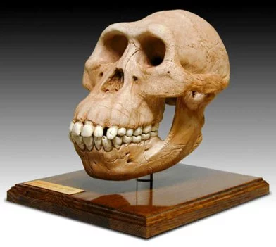 Cráneo de un australopithecus