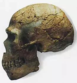 Cráneo de homo sapiens