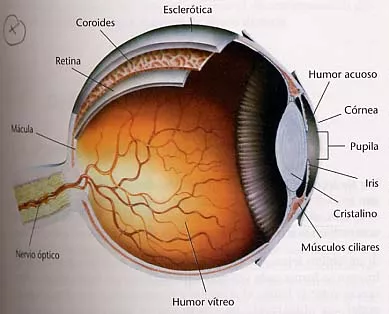 El ojo humano