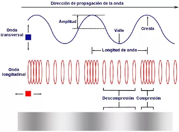 Comparación entre ondas longitudinales y transversales