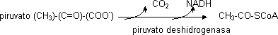 Transformación del piruvato en acetil-CoA