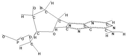Molécula de adenina del DNA