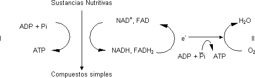 Estrategias para la síntesis de ATP