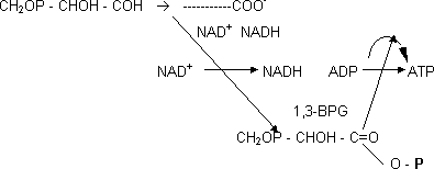 Fosforilación oxidativa