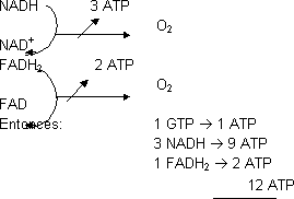 Balance energético del ciclo de Krebs