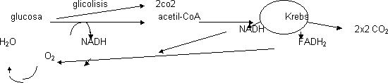 Degradación de la glucosa