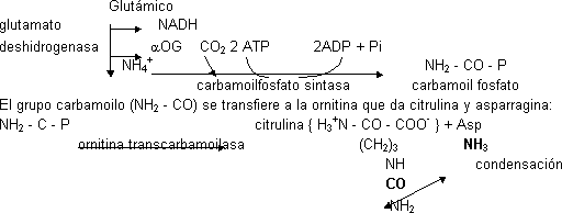 Ciclo de la urea