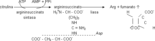 Ciclo de la urea