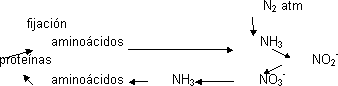 Ciclo del nitrógeno