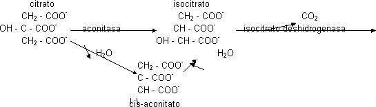 Descarboxilaciones oxidativas