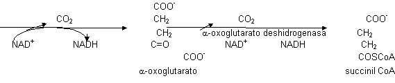 Descarboxilaciones oxidativas