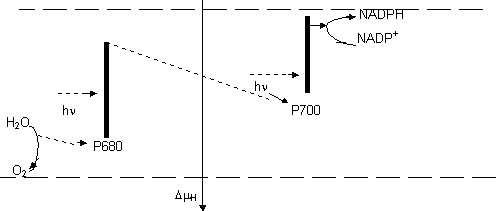 Esquema de la fotosíntesis propuesto por Hill y Bendall