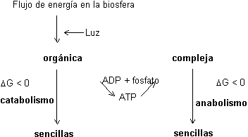 Flujo de energía de la biosfera