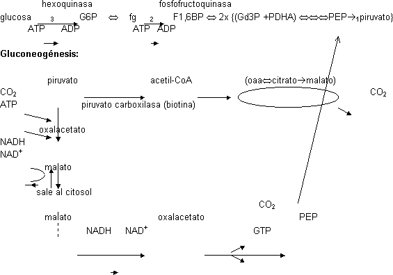 Glicolisis - gluconeogénesis