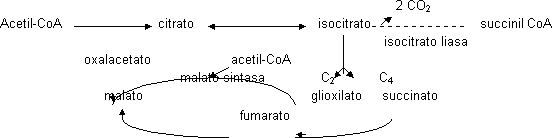 Ciclo del glioxilato