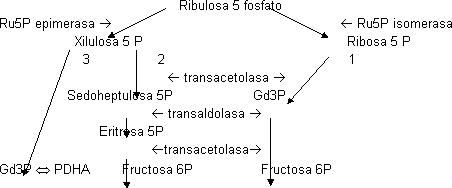 Ciclo del glioxilato