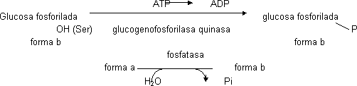 Células hepáticas