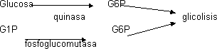 Glucogenolisis