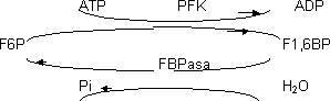 Regulación de la gluconeogénesis