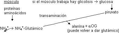 Ciclo glucosa - alanina