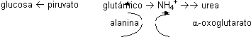 Ciclo glucosa - alanina