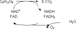 Segunda etapa metabolismo de hidratos de carbono